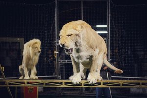 Белые львы Африки